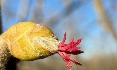 Fondazione Agrion lancia il progetto per l’ottimizzazione dell’impollinazione del nocciolo