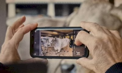 Carrù candida la Fiera del Bue Grasso a Patrimonio Culturale Immateriale