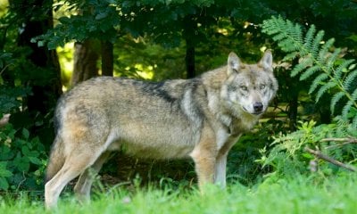 “Misure a sostegno degli allevatori, con contributi che coprono il 100% delle spese ammissibili”