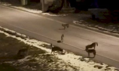 Lupi in strada a Briaglia: un branco filmato nella notte fa discutere il Monregalese