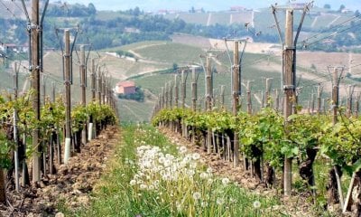 Sono in arrivo 6,2 milioni di euro per la ristrutturazione dei vigneti piemontesi