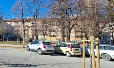 Piantate ventuno nuove piante in via Carlo Boggio. Sostituiranno quelle abbattute perché malate