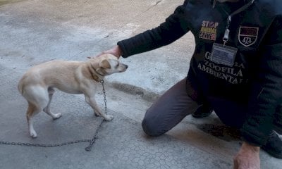Gatti abbandonati e cani tenuti a catena: diversi interventi di Stop Animal Crimes nella Granda