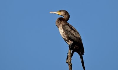 A Racconigi un aiuto alle associazioni di pesca sportiva danneggiate dal cormorano