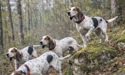 Anche nel 2026 Federcaccia Cuneo organizza corsi per aspiranti cacciatori