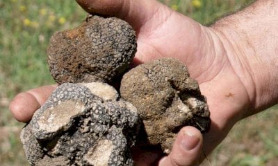 Il tartufo nero pregiato di Montemale protagonista al Baladin: show cooking con il ristorante 4Ciance