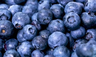 Mirtilli, Coldiretti Cuneo: 