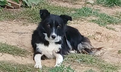 Cagnolina uccisa e impiccata davanti a casa dei padroni: orrore e sgomento nel Monregalese