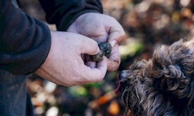 Il Tartufo Nero: al via le attività di valorizzazione a cura dell’Atl del Cuneese