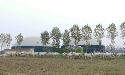 Decreto Bollette, regna l’incertezza sugli impianti a biogas agricolo e a biomasse