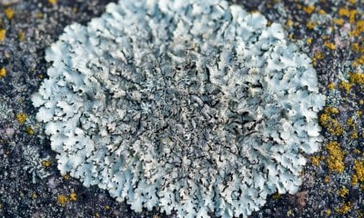 Due incontri online per scoprire i licheni, micro-ecosistemi che raccontano la salute dell’ambiente