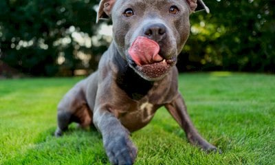 Minacce dopo la lite tra vicini per il pitbull, il giudice condanna una coppia