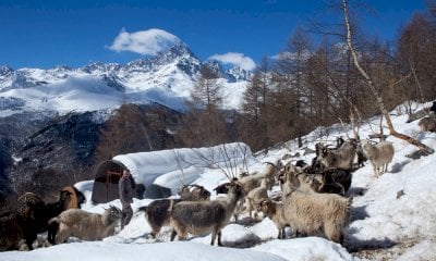Il cashmere del Monviso: con il Parco una visita a un’azienda agricola di Ostana