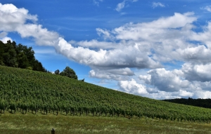 'Verso una viticoltura sostenibile'