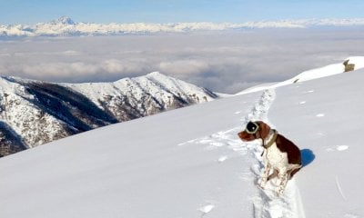 Argo, il cane con gli 
