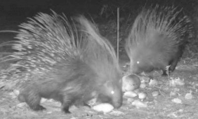 Alla scoperta dell'istrice con il Museo Craveri di Bra