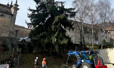 A Garessio si abbatte un abete rosso per motivi di sicurezza