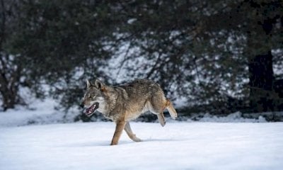 Il lupo alla porta di casa: uno scatto che racconta la natura che cambia