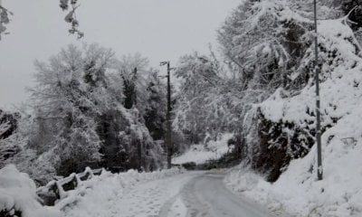 Mondovì, albero cade sui cavi elettrici per il peso della neve: chiusa la provinciale Carassone–Piazza