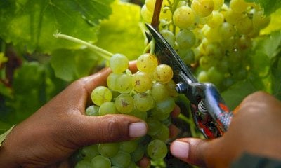 Scarsa sicurezza e mancato rispetto dei contratti, i contoterzisti di Langhe e Roero di nuovo nel mirino