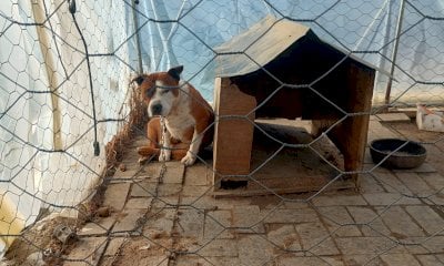 Due cani legati alla catena e lasciati in un recinto con acqua sporca: la denuncia a Manta