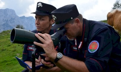 Meno illeciti ambientali nel 2025, in calo il numero di denunce e sanzioni dei Carabinieri Forestali