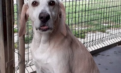 Bra, la minoranza incalza sul canile: "Va posta attenzione sul benessere degli animali"