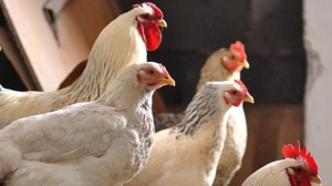 Aviaria: cessate le misure di protezione e sorveglianza