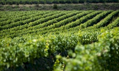 Pacchetto vino, Coldiretti Cuneo: “Via libera a più semplificazione e trasparenza”