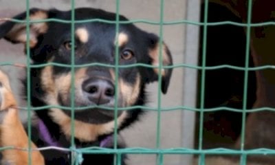 Canile di Bra, il Comune: 