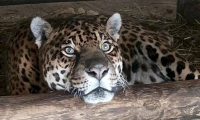 Regina compie 24 anni, un traguardo leggendario per la giaguara di Murazzano