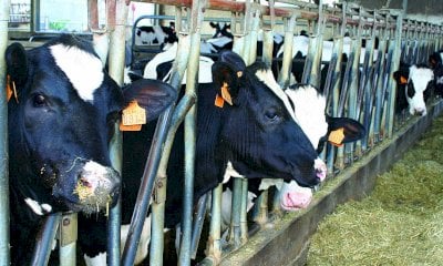 Crisi del latte, Confagricoltura: “Servono azioni concrete condivise da tutta la filiera”