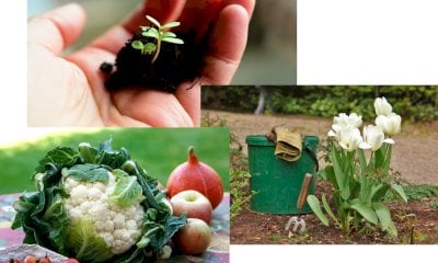 Aperte le iscrizioni al 35° corso “La cultura/coltura del verde”, organizzato dal Comune di Cuneo