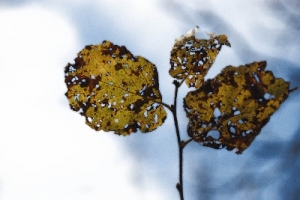 Camminata a Pian dei Funs