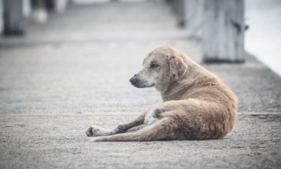 Il cane era abbandonato e denutrito, anche la vecchia proprietaria &egrave; colpevole