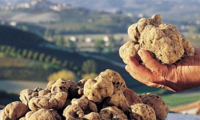 Aperto il bando regionale per la salvaguardia delle tartufaie naturali di Tuber magnatum Pico