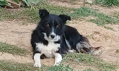 "Vicini da incubo" a Mondov&igrave;: Le Iene tornano sulla brutale uccisione della cagnolina Maia