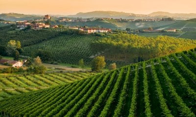 Sempre più vino resta invenduto: 