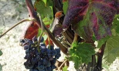 Flavescenza dorata e Tignole della vite, un convegno a Dogliani