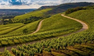 Vino in crisi, i consiglieri regionali del PD: 