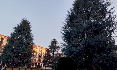 Piazza Europa, il Comune autorizza il subappalto per l'abbattimento dei cedri