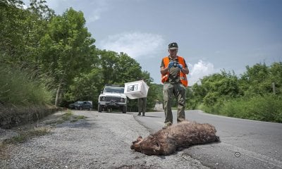 Al Cinema Monviso il documentario “Lupi nostri”, in memoria di Mauro Fissore