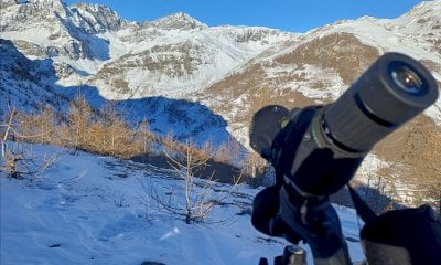 Parco del Monviso, censiti 277 contatti tra gli stambecchi: è record