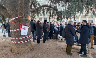 Arriva il Tgr in piazza Europa, domenica “militante” per gli attivisti pro cedri