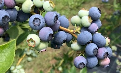 Saluzzo è pronta ad ospitare la prima edizione di Piemonte Berry 2026