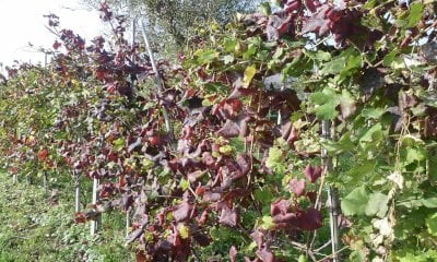 "Flavescenza dorata mediamente stabile, ma &egrave; in forte aumento la tignoletta"