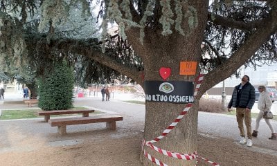 Piazza Europa, Forza Italia spariglia le carte: &ldquo;I cedri vengano spostati&rdquo;