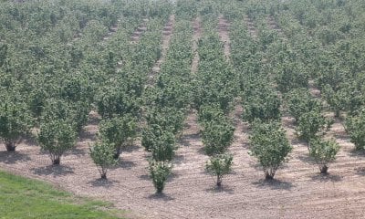 Crisi Noccioleti, Cia Cuneo: 