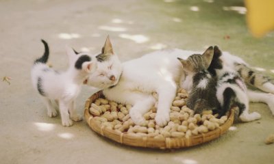 Da Farigliano un meraviglioso gesto d'amore per i gatti