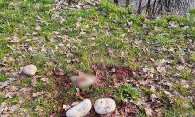 Proseguono le indagini sull’omicidio di Erdi Varaku a Bra